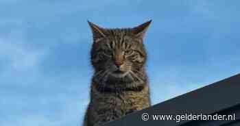 ‘Terrorkat’ uit Nijmegen-Noord zaait angst: buurtbewoners willen ‘m weghebben