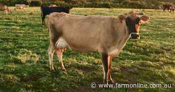 Dairy's Finest showcase sale secures $4850 average