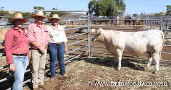 Important sale indicators were up for Liberty Charolais and Shorthorn sale