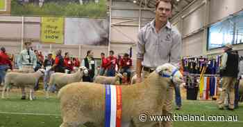 Standout ram with key commercial traits claims White Suffolk feature judging