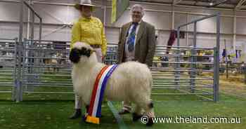 Valais Blacknose marks first year of individual breed judging at Sydney