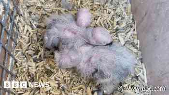 Headlines: Pupil attacked and parrot chicks hatch