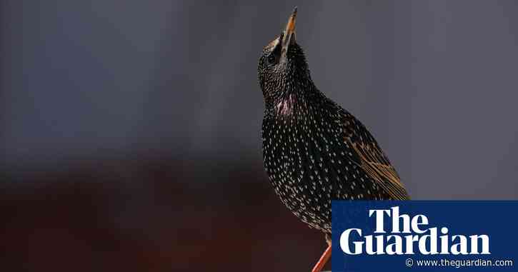 Garden birds need a hedge against decline | Letters