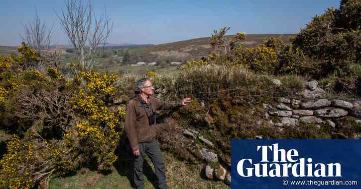 Like the Ritz for wildlife: the joy of recreating England’s ancient hedges
