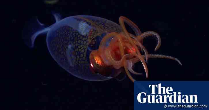 Live colossal squid captured on video in wild for first time ever