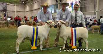 Australian White Royal champ shares $400k in sought-after Platinum genetics