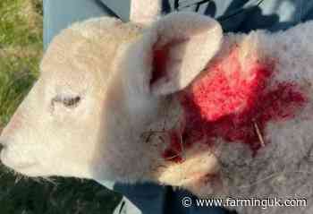 Police seek dog owner after 5-week-old lamb left seriously injured