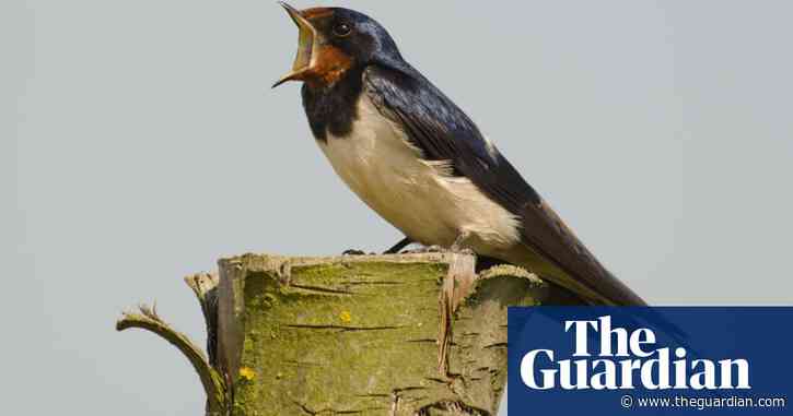 April heralds return of migratory birds to UK – unless the weather turns cruel