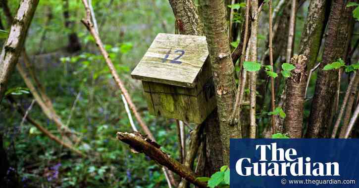 Country diary: Going house to house looking for a dormouse | Alexandra Pearce-Broomhead