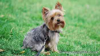 Brits are falling out of love with purebreed dogs: Vets warn buyers are ditching Greyhounds and Yorkshire Terriers in favour of trendy designer crossbreeds like Cockapoos and Labradoodles