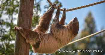 Rico the sloth given all-clear after pioneering dental surgery at Chester Zoo