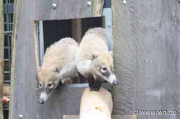 Freya und Skadi sind Bangebuchsen – Weißrüssel-Nasenbären neu im Zoo