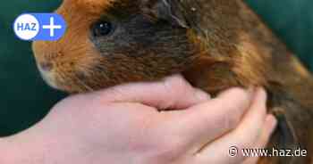 Von Veterinäramt der Region Hannover beschlagnahmt: Tierheim Langenhagen nimmt Tiere auf