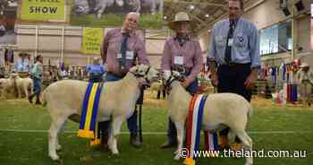 Young ram who 'presents a pathway for the breed' reigns in Wiltipoll ring