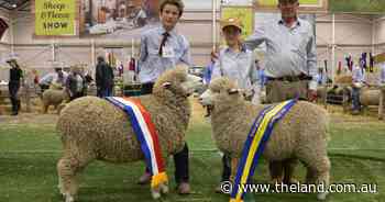 Complete-package ewe brings home victory for school's stud in Corriedale judging