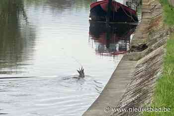 Hans (65) redt ree uit rivier: “Aan zijn hoorns vastgenomen en uit het water getild”
