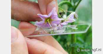 "Europese aardappelen hebben een smalle genetische basis, maar met verrassend brede variatie"