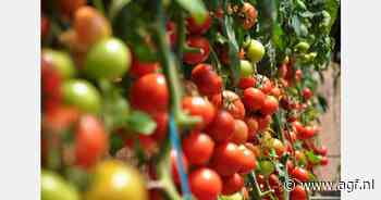 Informatiebijeenkomst voor producentenorganisaties groenten en fruit