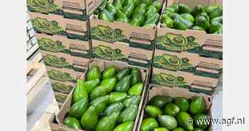 Hoge kosten en overaanbod compliceren Peruaans mango- en avocadoseizoen