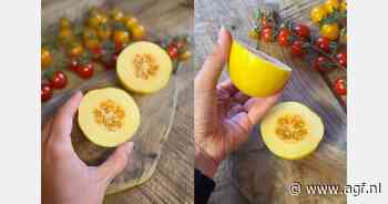 Minimeloen Honey Drops F1 Dara – Wat als een meloen je écht zou verrassen?