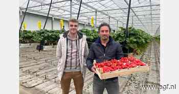 "Mooi weer zorgt voor goede start Hollandse kasaardbeienseizoen”