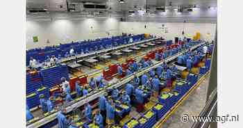 "Steeds meer nieuwe druivenrassen krijgen voet aan de grond in India"