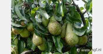 Waterstofleiding Zelzate-Kallo loopt jaar vertraging op door protest fruittelers