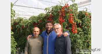 Siciliaanse tomatenafzet loopt redelijk, prijzen niet slecht