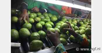 "Afrikaanse mango is geen curiositeit meer"