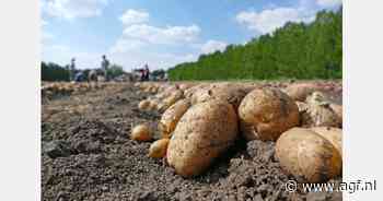Frans aardappelareaal daalt licht na recordjaar