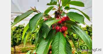 Kersenoogst van start in Italië