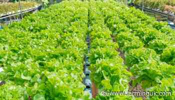 Pressure mounts on government to support growers amid cost crisis