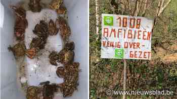 Meer dan duizend padden, kikkers en salamanders overgezet aan het Bos van Marpingen