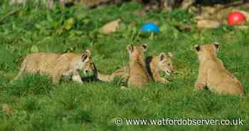 Sexes of Whipsnade Zoo's rare Northern African lion cubs revealed
