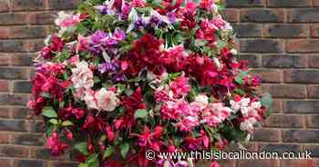 Basket season is back and there’s some 'blooming' good offers to be had!