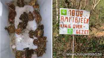 Meer dan duizend padden, kikkers en salamanders overgezet aan fietsostrade in Lint