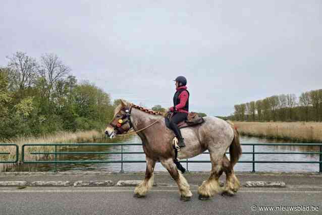 De trektocht van Hilse en trekpaard Elixir is gestart: “Deze tocht is een eerbetoon aan die krachtige giganten die België op de wereldkaart hebben gezet”