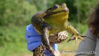 Gemeente vraagt waakzaam te zijn voor schadelijke stierkikkers