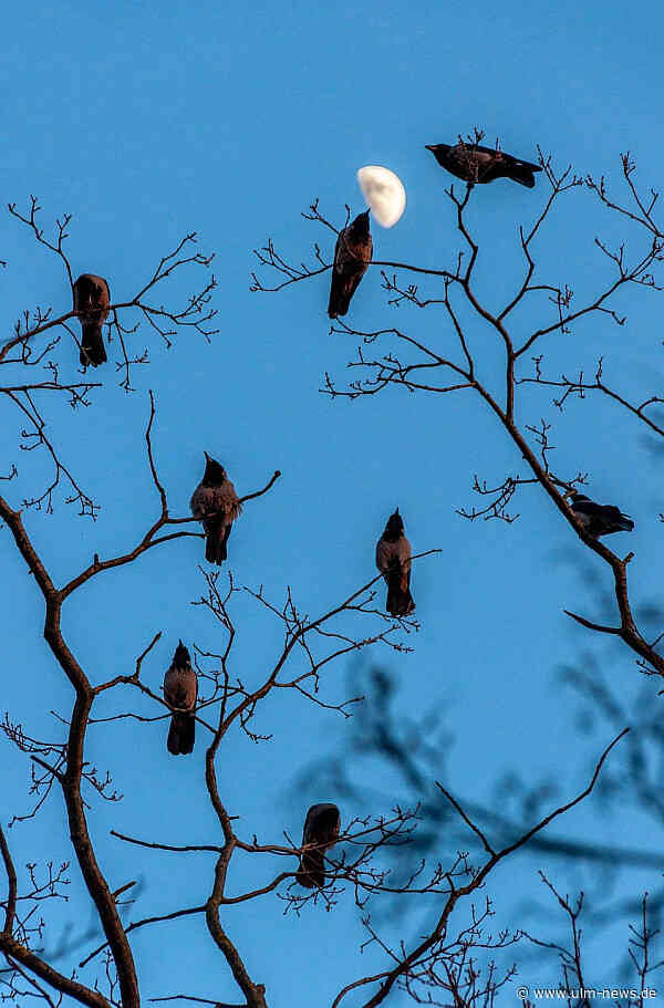 Immer Ärger mit Saatkrähen - Stadt Ulm will deren Lärm und Schmutz verringern