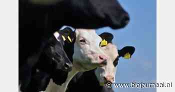 Situatie stabiel maar waakzaamheid geboden na MKZ-uitbraak in Hongarije en Slowakije