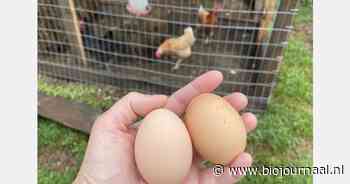 "Eieren van hobby-kippen mogelijk schadelijk vanwege PFAS"