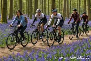 Nu ook fietstochten door het blauwe bloementapijt in het Hallerbos: “Verkorte lussen moet deze kuitenbijter voor meer mensen mogelijk maken”