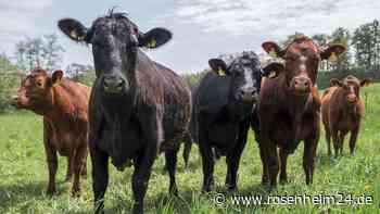 Entlaufene Rinderherde hält Einsatzkräfte bei Reischach auf Trab