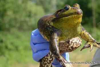 Grote toename van schadelijke stierkikkers: “We vragen iedereen om waarnemingen door te geven”