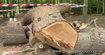 Toby Carvery failed to tell council of plans to axe 400-year-old oak