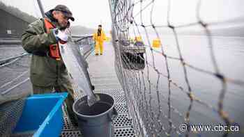 New study shows increased pathogens near B.C. open-net salmon farms