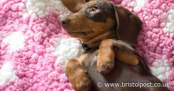 Vet pleads with dog lovers to watch for signs of disease dubbed 'every owner‘s worst nightmare'