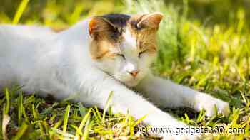 Tunisia Could Have Been the Birthplace of Today’s Domestic Cats, Reveals New Origin Study