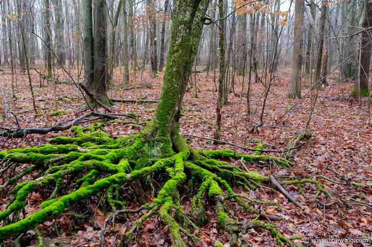 Entertaining: Art show another step toward establishing creative hub