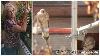 Machen Kolbermoorer Turmfalken wegen Baustelle den Abflug? Ehepaar setzt sich für Vogel-Paar ein